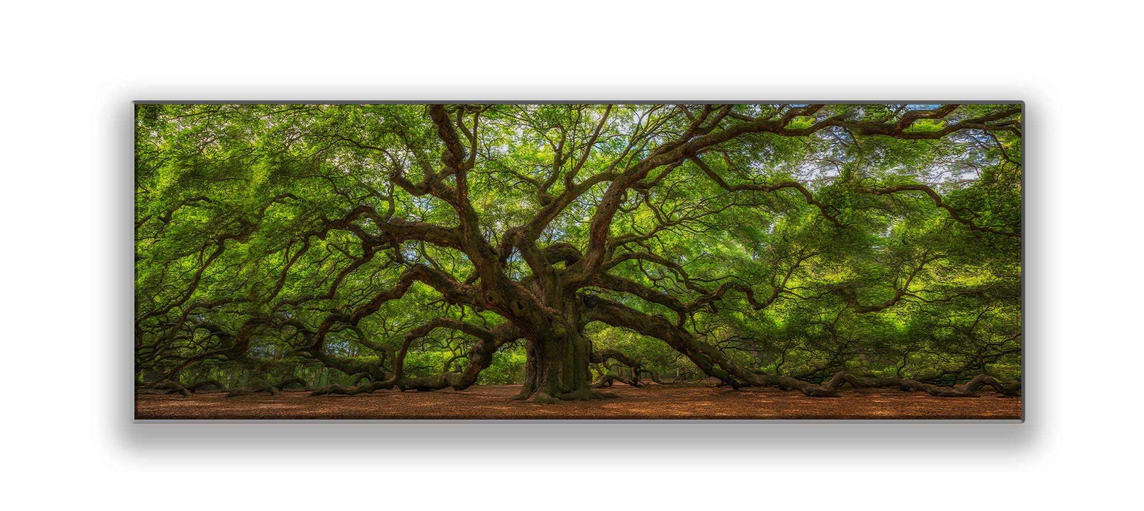 Angel Tree 72" x 24" Fine Art Canvas Print.